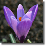 Szafran (Crocus L.)