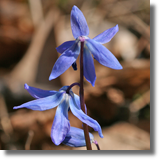 Cebulica syberyjska (Scilla siberica)