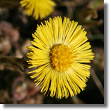 Podbia pospolity (Tussilago farfara L.)