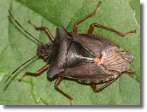 Heteroptera