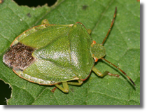 Heteroptera