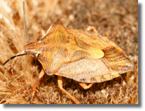 Heteroptera