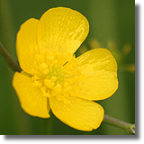 Jaskier (Ranunculus L.)