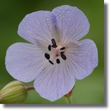 Bodziszek kowy (Geranium pratense)