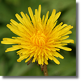 Mniszek lekarski (Taraxacum officinale F. H. Wigg.)