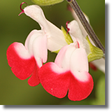 Szawia lekarska (Salvia officinalis)