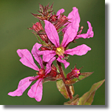 Krwawnica pospolita (Lythrum salicaria L.)