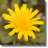 Jastrzbiec kosmaczek (Hieracium pilosella L.)