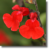 Szawia drobnolistna (Salvia microphylla)