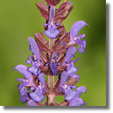 Szawia omszona (Salvia nemorosa)