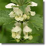 Jasnota biaa (Lamium album L.)