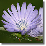 Cykoria podrónik (Cichorium intybus)