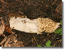 Sromotnik (Phallus sp.)