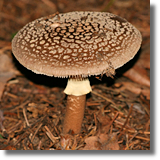 Amanita sp.