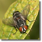 Diptera