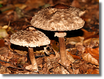 Macrolepiota sp.