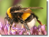 Bombus sp.