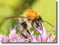 Bombus sp.