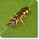 Hymenoptera