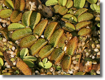 Salwinia pywajca (Salvinia natans)