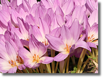 Zimowit (Colchicum L.)