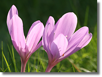 Zimowit (Colchicum L.)