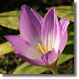 Zimowit (Colchicum L.)