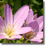 Zimowit (Colchicum L.)