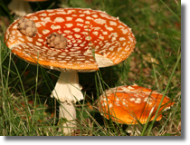 Amanita muscaria