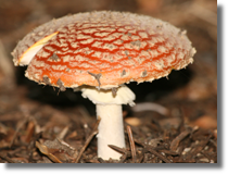 Amanita muscaria