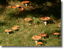 Amanita muscaria